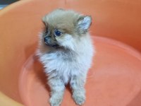 2 aylık erkek Pomeranian Boo Yavru
