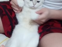 British shorthair 2 yaşında