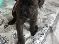 Çok özel renk, uygun ve kaliteli ırk garantili cane corso
