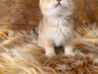 Golden British Shorthair