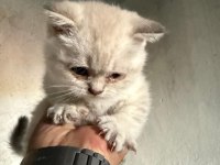 ANNE BABA SAF ÇOK GÜZEL YAVRULAR