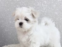EŞSİZ GÜZELLİKTE SAFKAN MALTESE YAVRULARIMIZ