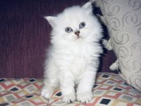 Scottish Fold ve British