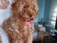 Toy poodle yavrular