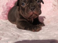 Choco And Tan ve Choco Çikolata tadında french bulldog