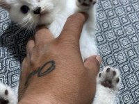 British shorthair silver