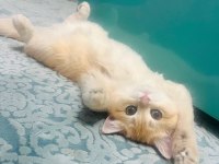 British Golden Shorthair Ny12 Kızım