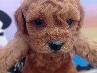 Anne altından toy poodle bebekler