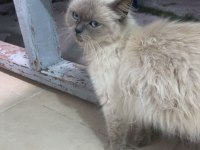Ücretsiz sahiplendirme british kedimiz