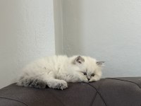 Dişi 2 aylık british longhair