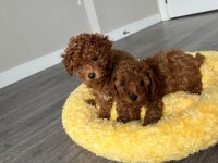 SAĞLIK GARANTİLİ SEVİMLİ TAM TOY POODLE YAVRULARIMIZ