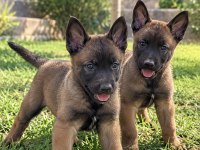 Maskeli Belçika Malinois Yavruları