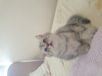 British shorthair