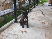 FCI/KIF Secereli 8 Aylık Diş Cane Corso