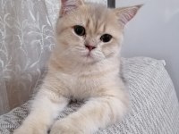 6-12 aylık british shorthair