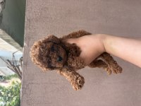 Kore Kan Poodle Erkek Bebek