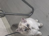 British Longhair 5 aylık