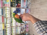EL BESLEME RAİNBOW LORİ PAPAĞANLARIMIZ GELMİŞTİR