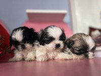 Mini mini shih tzu yavrular sizi bekliyor