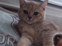 British shorthair kedimiz