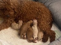 Teacup Maltipoo Yavrular
