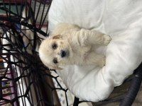 2 aylık erkek maltipoo yavru