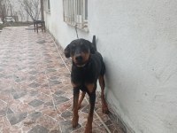 10 aylik dişi doberman