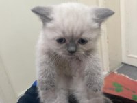Sevimli british shorthair oğlumuz yeni yuvasını arıyor
