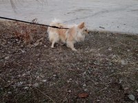 Pomeranian kızımızı sahiplendiriyoruz