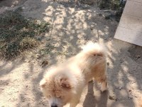 Damızlık çin aslanı