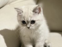 Safkan scottish fold ve british shorthair bebeklerim