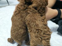 1 erkek ve 1 dişi Teacup - Kore Poodle