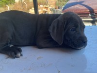 Safkan uygun cane corso