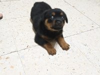 45 günlük rottweiler yavrusu