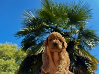 Redbrown Toypoodle