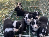 Border collie yavrular