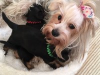 Minicik kızımın yorkshire terrier kızları