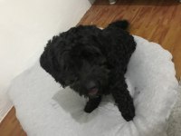 Maltipoo 2 Yaşında
