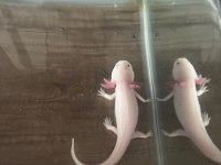 Axolotl (16-17cm)