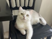 Güzeller Güzeli British Shorthair Pamuk