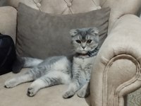 Scottish fold kedim