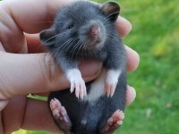 Rat - Dumbo Rat Yavrular ve Malzemeleri Adrese Teslim Var