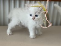 Kar beyaz mavi gözlü british shorthair ve longhair