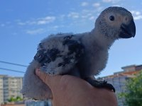 YERLİ ÜRETİM İRİ BOY JAKO PAPAĞANI