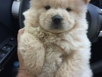 IRK VE SAĞLIK GARANTİLİ ÇİN ASLANI KÖPEĞİMİZ