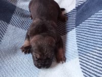 Anne Tiger Baba Siyah 7 Adet Yavru Cane Corso