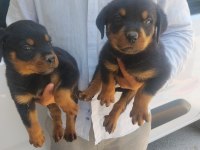 Dişi Yavru Rottweiler