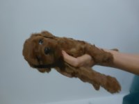 Dişi poodle yavrular kore babadan