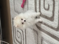 Orjinal pomeranian boo