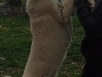 Koruma ve Damızlık dişi kangal